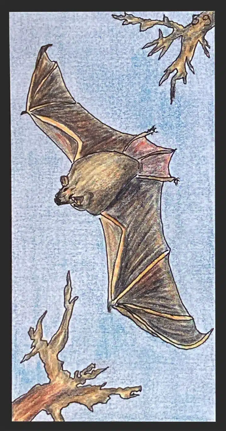 La Chauve-Souris